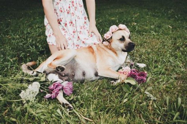 A dog owner gave a photoshoot to their pregnant dog