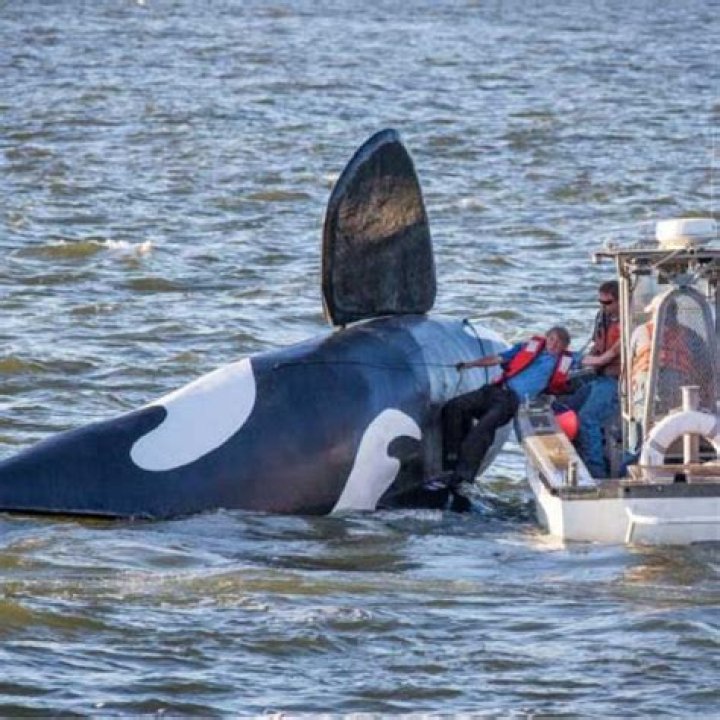 Are there killer whales in Lake Superior?