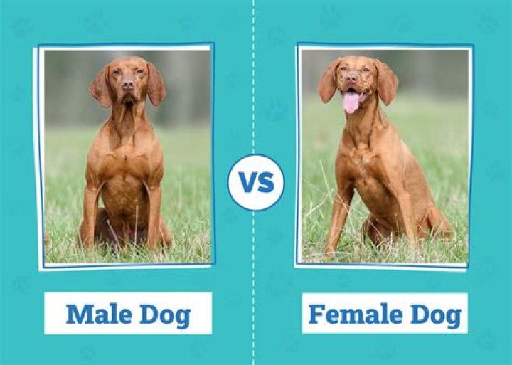 Do male dogs know if a puppy is theirs?
