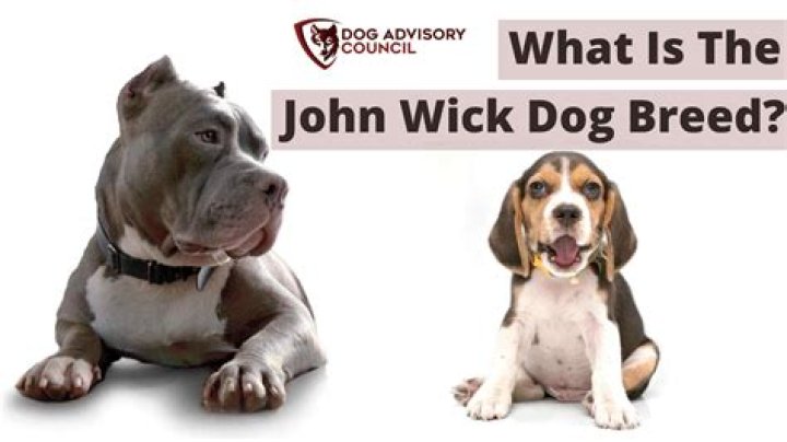 Don't Worry, Canine Fans, the Dog in 'John Wick 3' Is OK