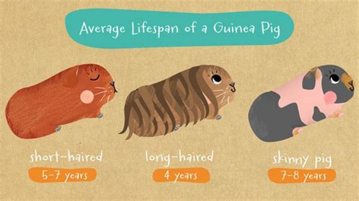 How long will my guinea pig be scared of me?