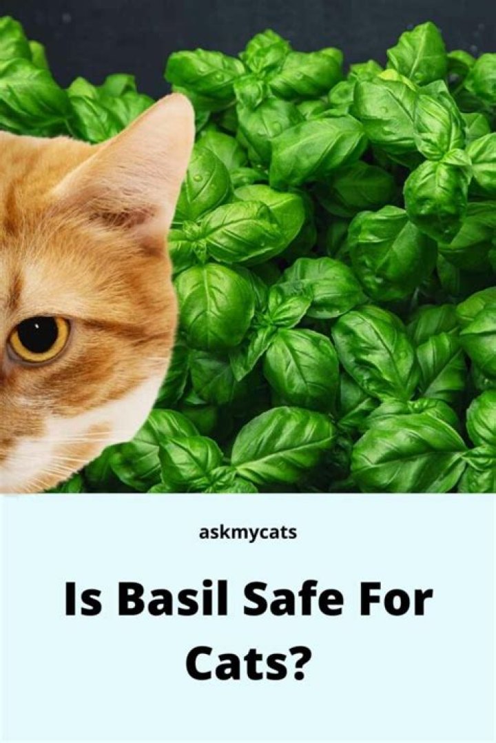 Is Basil safe for cats?