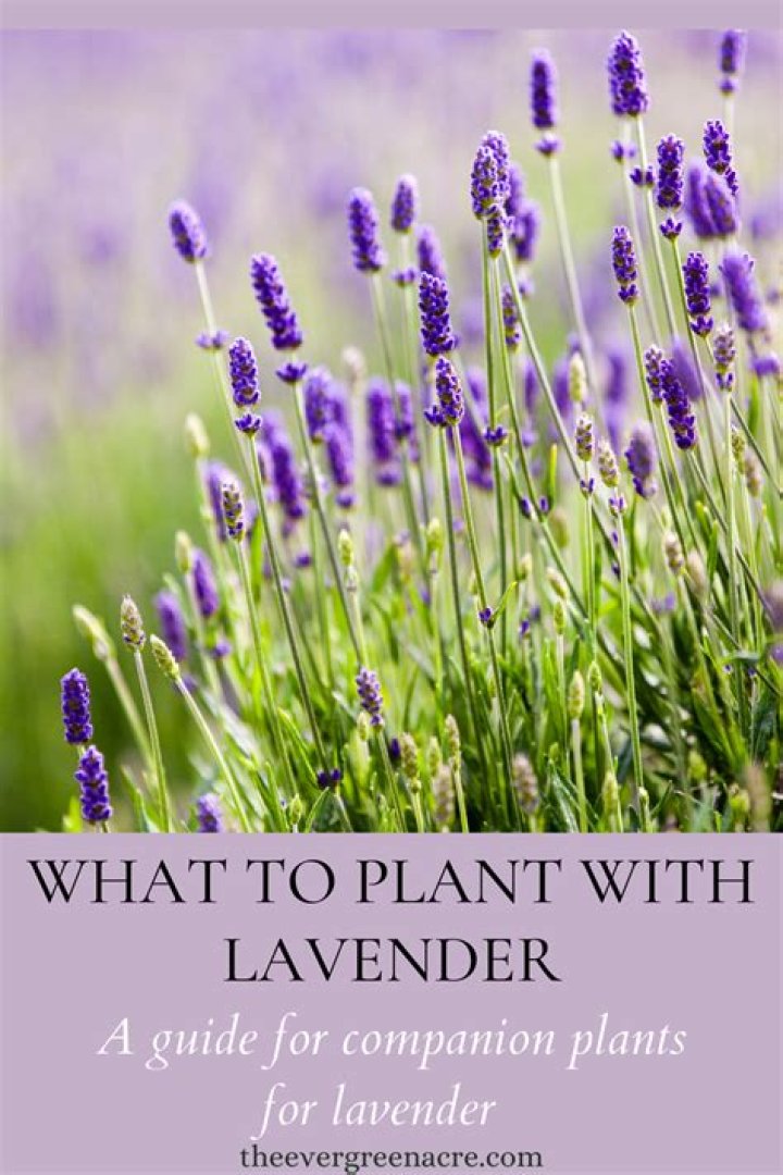 Is lavender a good companion plant?