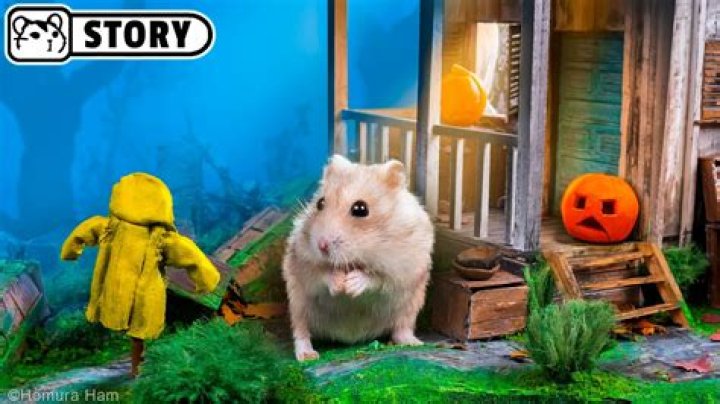NovaVibe | Can hamster have nightmares?